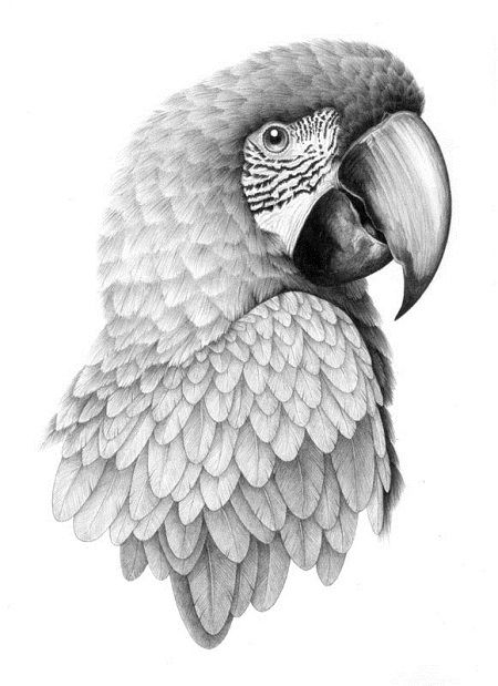 Bird design with parrot