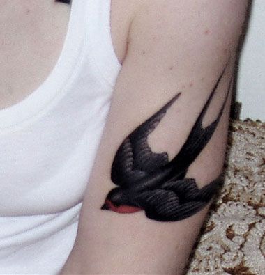 Black and red swallow