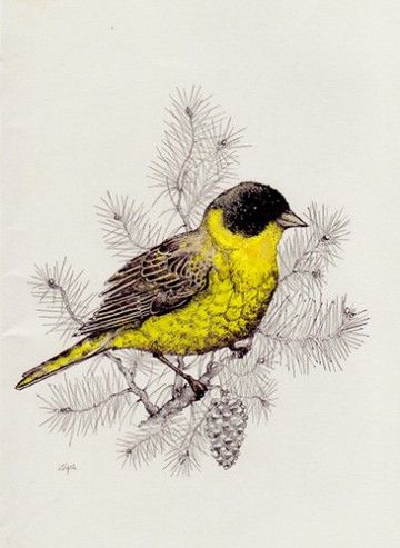 Black and yellow bird tattoo design