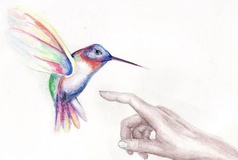 Colourful hummingbird and hand