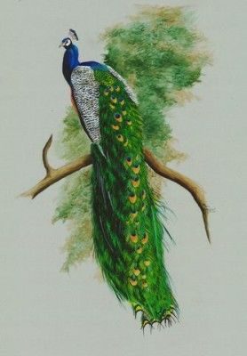 Green tail of peacock tattoo