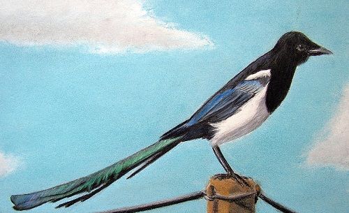 Magpie andsky tattoo design