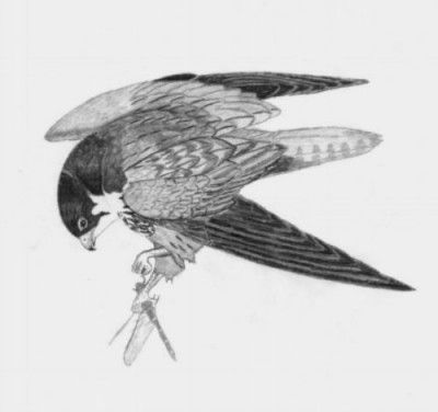 Magpie on the branch tattoo design