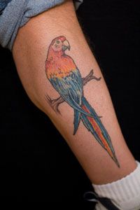 Nice parrot tattoo
