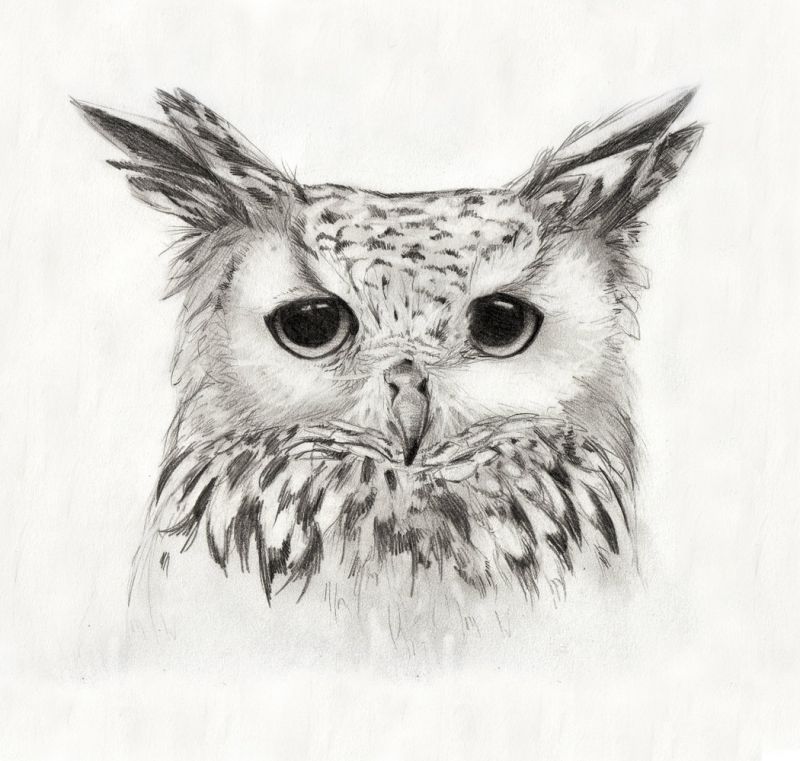 Owl project tattoo