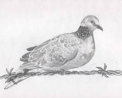 Pigeon on the barbed wire