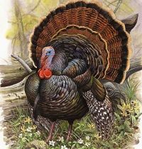 Big turkey in forest tattoo design