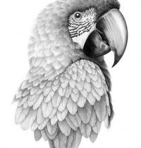 Bird design with parrot