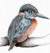 Bird with long beak tattoo design