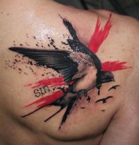 Black and white swallow