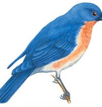 Bluebird drawing tattoo design