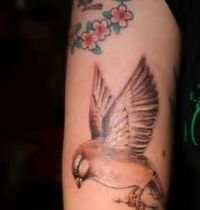 Brown sparrow tattoo