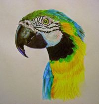Design with parrot head