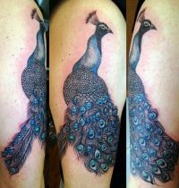 Great peacock tattoo