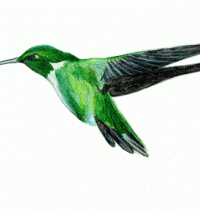 Green hummingbird tattoo design