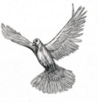 Grey dove tattoo design