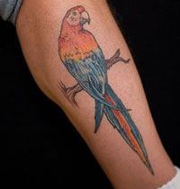Nice parrot tattoo