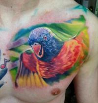 Nice parrot tattoo on chest