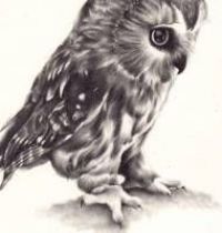 Owl drawing tattoo design