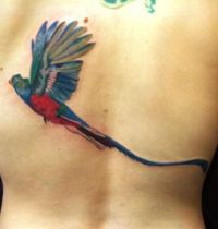 Parrot with long tail tattoo