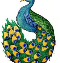 Peacock with amazing tail tattoo design