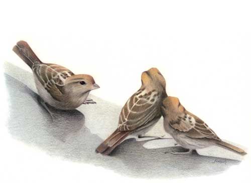 Three brown sparrow tattoo design