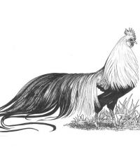 Rooster with amazing tail design