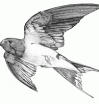 Swallow in flight tattoo design