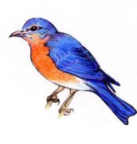 Tattoo design of bluebird