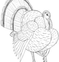 Turkey bird tattoo design