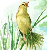 Yellow bird with green tail