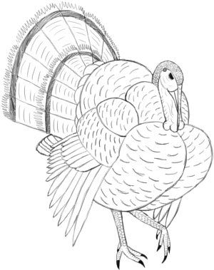 Turkey bird tattoo design