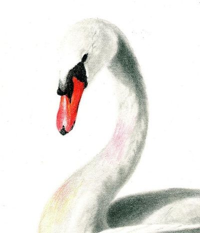White swan with long neck