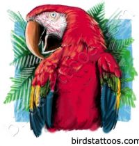 Red parrot tattoo design